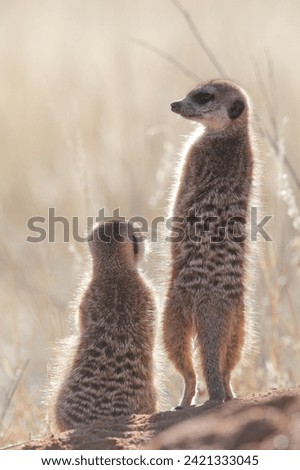 Meerkat pair on the lookout for its colony
