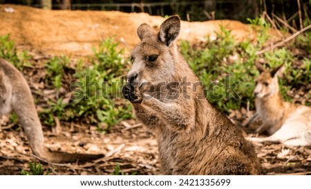 Kangaroo eating holding food in hands