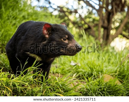 Tasmanian devil on a sunny day Royalty-Free Stock Photo #2421335711