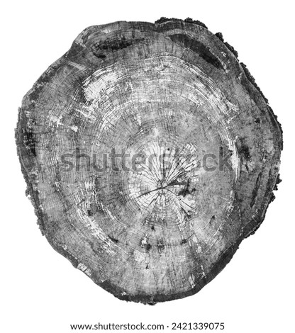 black and white photo of a slice of a log in which you can see all the rings and marks of time, ideal for a large format painting for decoration