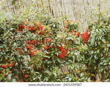 Pyracantha coccinea) Scarlet firethorn or red firethorn as ornamental hedge with bright red and orange berries and shiny green leaves on thorny branches Royalty-Free Stock Photo #2421339587