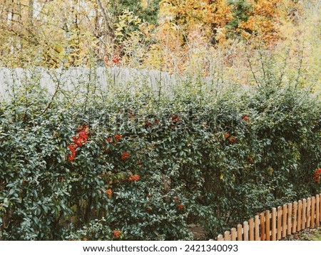 (Pyracantha coccinea) Scarlet firethorn, spiny evergreen shrub cultivated as decorative hedge in garden or as ornamental climber plant to cover walls  Royalty-Free Stock Photo #2421340093