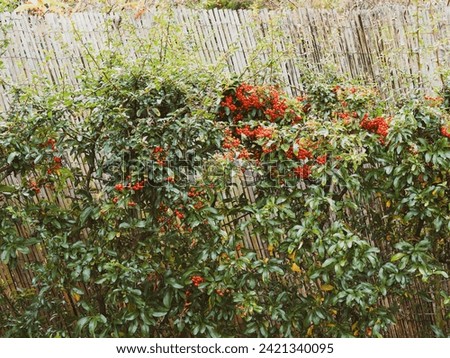 (Pyracantha coccinea) Scarlet firethorn, spiny evergreen shrub cultivated as decorative hedge in garden or as ornamental climber plant to cover walls  Royalty-Free Stock Photo #2421340095