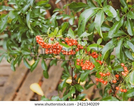 (Pyracantha coccinea) Scarlet firethorn . Bushy schrub with thorny branches bearing hanging bright red berries above glabrous slighty toothed and shiny green leaves Royalty-Free Stock Photo #2421340209