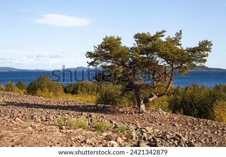 Pine on this side of the sea. Trees and hills are in the background. Coast in the sunshine, September. Royalty-Free Stock Photo #2421342879