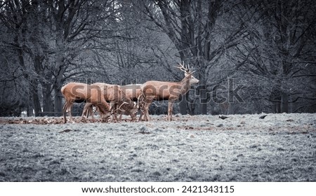 Stag by the forest, Black and white picture, wild deer, calm day, Stag rutting season