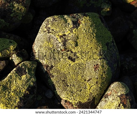 Rhizocarpon geographicum, the map lichen on stones by the sea. Royalty-Free Stock Photo #2421344747