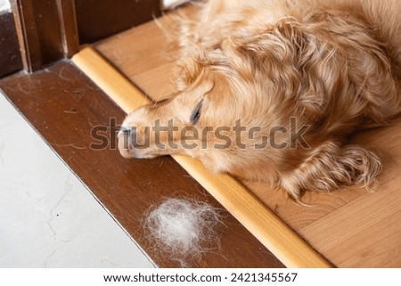 A golden Retriever sleeps at home on a wooden floor as golden and white hairs create a soft, fluffy mosaic on the ground, showing the challenges of sharing your space with a hairy dog
