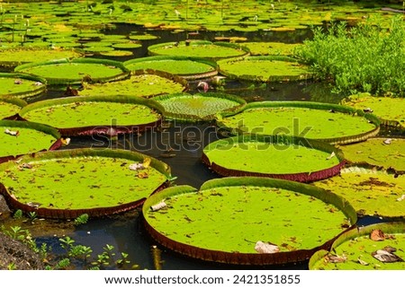 Lily pads in pond with flowers in background
