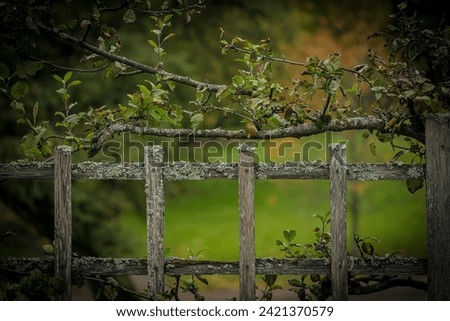 tree branch along a fence in a city park