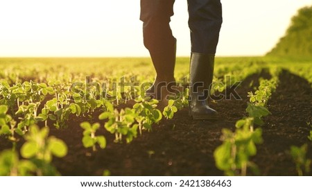 close-up farmer boots field sunset. work field. Agriculture. fresh vegetable sprouts. business cultivation concept. Earning money by growing healthy vegetable food products field. healthly food sun.