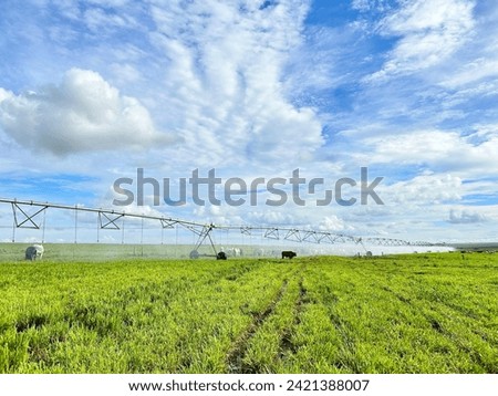 Beautifull irrigated grass field of nellore intensive beef cattle on tropical climate. High intensive grass project on Brazil under irrigation system Royalty-Free Stock Photo #2421388007