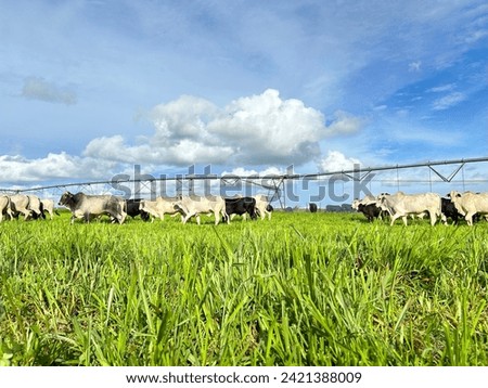 Beautifull irrigated grass field of nellore intensive beef cattle on tropical climate. High intensive grass project on Brazil under irrigation system Royalty-Free Stock Photo #2421388009