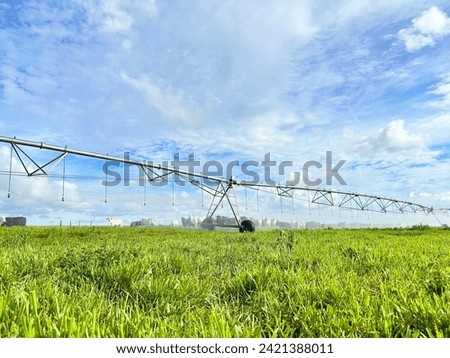 Beautifull irrigated grass field of nellore intensive beef cattle on tropical climate. High intensive grass project on Brazil under irrigation system Royalty-Free Stock Photo #2421388011