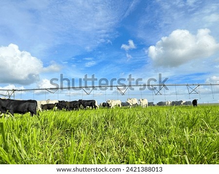 Beautifull irrigated grass field of nellore intensive beef cattle on tropical climate. High intensive grass project on Brazil under irrigation system Royalty-Free Stock Photo #2421388013