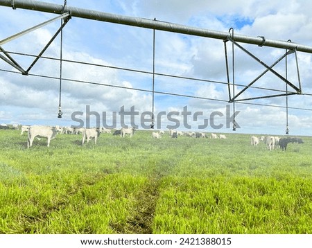 Beautifull irrigated grass field of nellore intensive beef cattle on tropical climate. High intensive grass project on Brazil under irrigation system Royalty-Free Stock Photo #2421388015