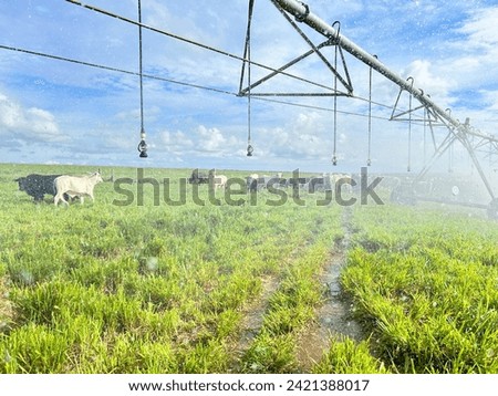 Beautifull irrigated grass field of nellore intensive beef cattle on tropical climate. High intensive grass project on Brazil under irrigation system Royalty-Free Stock Photo #2421388017