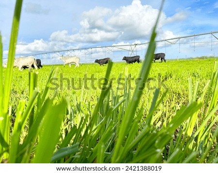 Beautifull irrigated grass field of nellore intensive beef cattle on tropical climate. High intensive grass project on Brazil under irrigation system Royalty-Free Stock Photo #2421388019