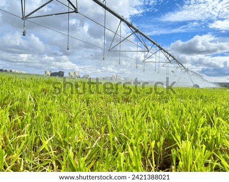 Beautifull irrigated grass field of nellore intensive beef cattle on tropical climate. High intensive grass project on Brazil under irrigation system Royalty-Free Stock Photo #2421388021