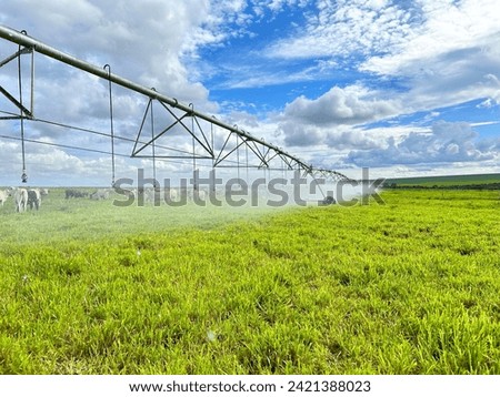 Beautifull irrigated grass field of nellore intensive beef cattle on tropical climate. High intensive grass project on Brazil under irrigation system Royalty-Free Stock Photo #2421388023