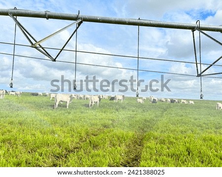Beautifull irrigated grass field of nellore intensive beef cattle on tropical climate. High intensive grass project on Brazil under irrigation system Royalty-Free Stock Photo #2421388025