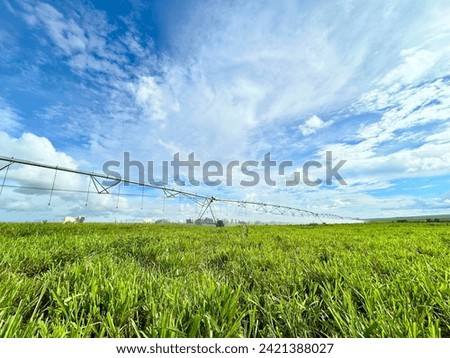 Beautifull irrigated grass field of nellore intensive beef cattle on tropical climate. High intensive grass project on Brazil under irrigation system Royalty-Free Stock Photo #2421388027