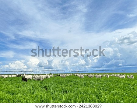 Beautifull irrigated grass field of nellore intensive beef cattle on tropical climate. High intensive grass project on Brazil under irrigation system Royalty-Free Stock Photo #2421388029