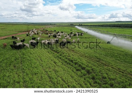 Beautifull irrigated grass field of nellore intensive beef cattle on tropical climate. High intensive grass project on Brazil under irrigation system Royalty-Free Stock Photo #2421390525
