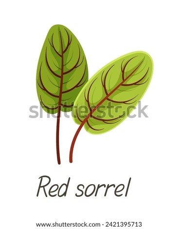 Herbal leaves concept. Botanical infographics and educational materials. Red sorrel inscription. Graphic element for website. Cartoon flat vector illustration isolated on white background