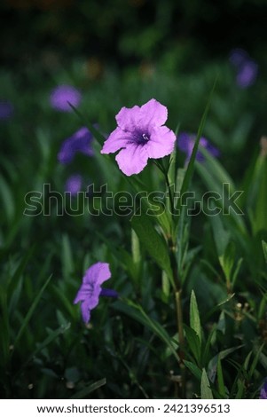 Blooming ruellia flowers plant with green leaves in the background, image for mobile phone screen, display, wallpaper, screensaver, lock screen and home screen or background