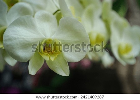 beautiful soft yellow moon orchid flowers with bokeh and blurred background. picture taken by closeup methods. photo concept for nature and flower copy space.