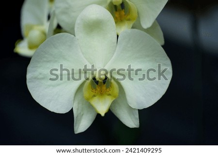 beautiful soft yellow moon orchid flowers with bokeh and blurred background. picture taken by closeup methods. photo concept for nature and flower copy space.