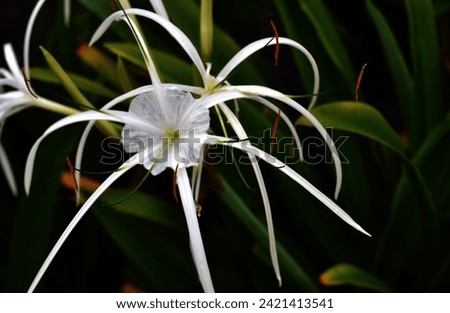 The close-up of a spider lily flower, a white flower with long tentacles