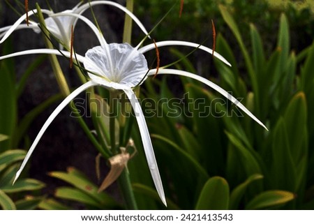 The close-up of a spider lily flower, a white flower with long tentacles