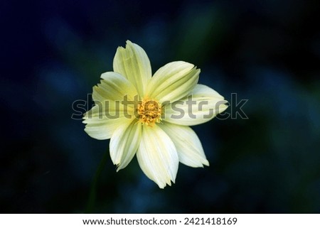A closeup of blooming yellow cosmos flower isolated on dark background, image for mobile phone screen, display, wallpaper, screensaver, lock screen and home screen or background