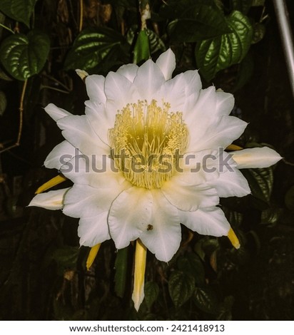 Dragon fruit flowers that bloom at night look very beautiful