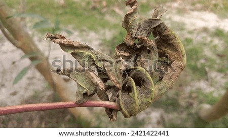 papaya leaf gets dry during winter