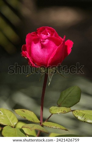 Clos up of a single pink rose 