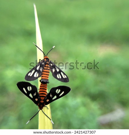 The tiger moth Amata huebneri is a species of moth in the genus Amata of the family Erebidae. Mating 