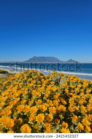 Cape Town Table mountain Lionshead 