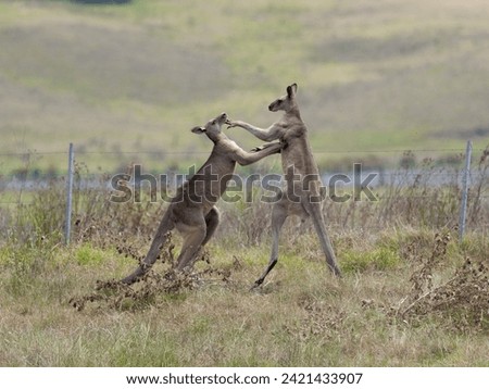 Two Eastern Grey Male Kangaroos fighting for territorial leadership on grazing pasture. 