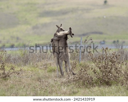Two Eastern Grey Male Kangaroos fighting for territorial leadership on grazing pasture. 