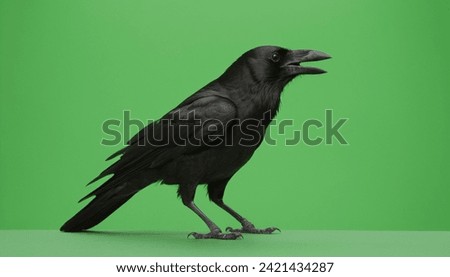 chroma screen background image Crow with green screen 