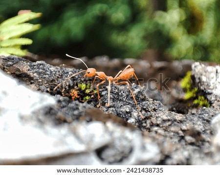 A fire ant on a rock is looking for food