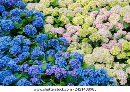 Hydrangea macrophylla (Hortensia group) flowers field blooming in natural garden background Royalty-Free Stock Photo #2421438985
