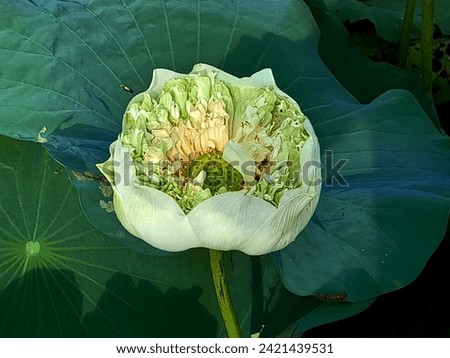 A picture of a blooming lotus flower at South Tangerang, Indonesia
