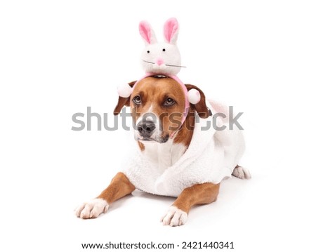 Isolated dog with easter bunny costume. Funny cute puppy dog wearing a bunny rabbit headband and white dress for easter party event. Female Harrier mix. Selective focus. White background.