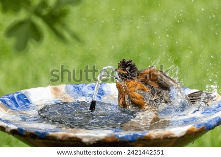 American Robin taking a bird bath in fountain on hot summer day Royalty-Free Stock Photo #2421442551