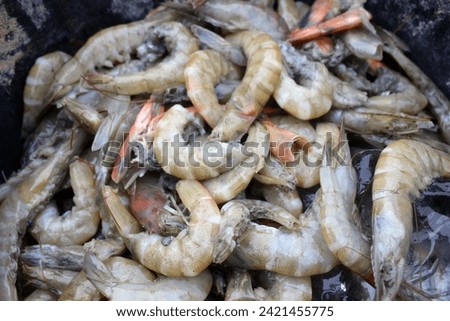 shrimp dying from disease,  disease outbreak. shrimp disease in shrimp pond. the dead shrimp. Royalty-Free Stock Photo #2421455775