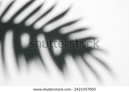 Shadows from palm leaves on a white background. 